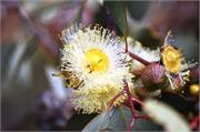 DSC_eucalypt flower